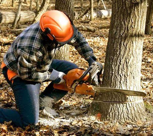 Tree Removal in Artesia Wells, TX